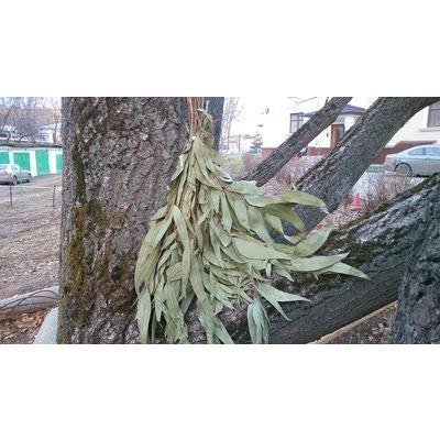 ЭВКАЛИПТОВЫЙ ВЕНИК