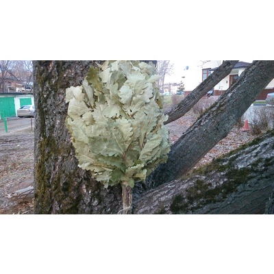 Дубовый веник(ЖЕСТКИЙ)